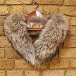 raccoon collar